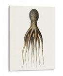 Colección De Octopos Antigua V | Cuadro decorativo de Canvas Lab