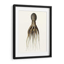 Colección De Octopos Antigua V | Cuadro decorativo de Canvas Lab