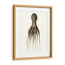 Colección De Octopos Antigua V | Cuadro decorativo de Canvas Lab