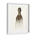 Colección De Octopos Antigua V | Cuadro decorativo de Canvas Lab