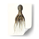 Colección De Octopos Antigua V | Cuadro decorativo de Canvas Lab