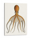 Colección De Octopos Antigua Vi | Cuadro decorativo de Canvas Lab