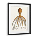 Colección De Octopos Antigua Vi | Cuadro decorativo de Canvas Lab