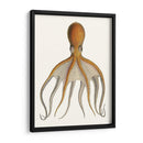 Colección De Octopos Antigua Vi | Cuadro decorativo de Canvas Lab