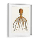 Colección De Octopos Antigua Vi | Cuadro decorativo de Canvas Lab
