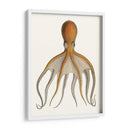 Colección De Octopos Antigua Vi | Cuadro decorativo de Canvas Lab
