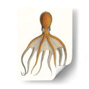 Colección De Octopos Antigua Vi | Cuadro decorativo de Canvas Lab