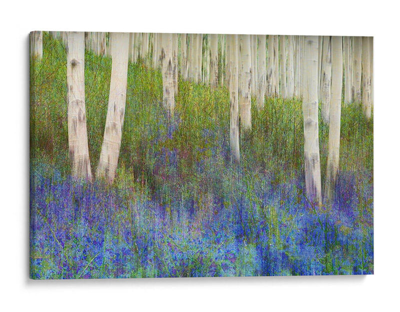 Suelo De Bosque De Aspen - Chris Vest | Cuadro decorativo de Canvas Lab