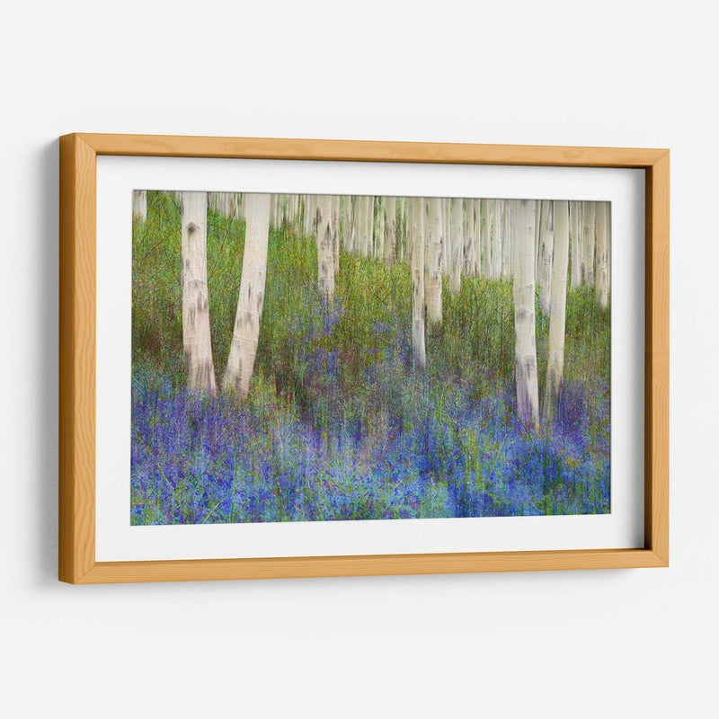 Suelo De Bosque De Aspen - Chris Vest | Cuadro decorativo de Canvas Lab