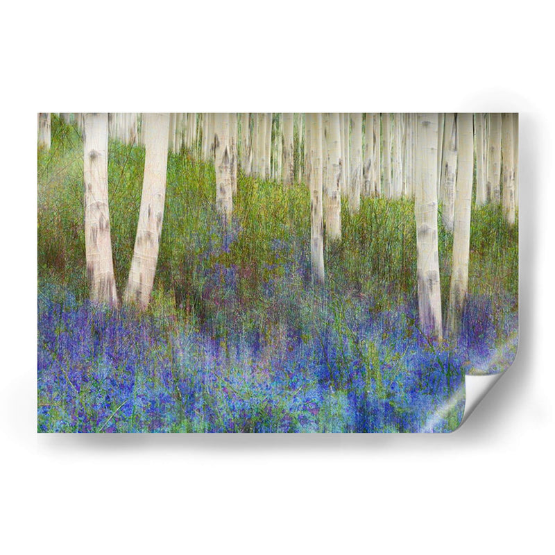 Suelo De Bosque De Aspen - Chris Vest | Cuadro decorativo de Canvas Lab