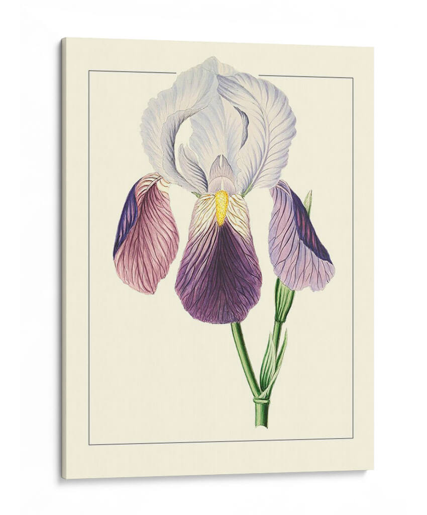 Iris Morado I | Cuadro decorativo de Canvas Lab