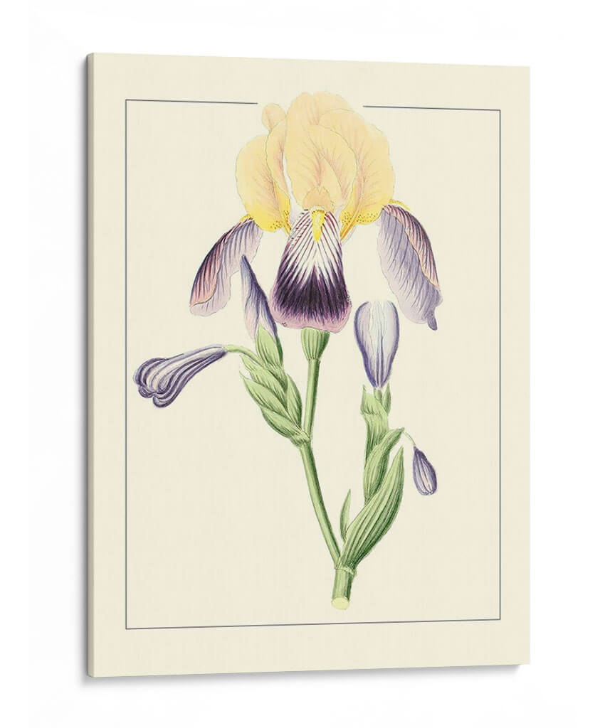 Iris Purple Ii | Cuadro decorativo de Canvas Lab