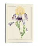 Iris Purple Ii | Cuadro decorativo de Canvas Lab