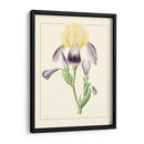 Iris Purple Ii | Cuadro decorativo de Canvas Lab