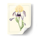 Iris Purple Ii | Cuadro decorativo de Canvas Lab
