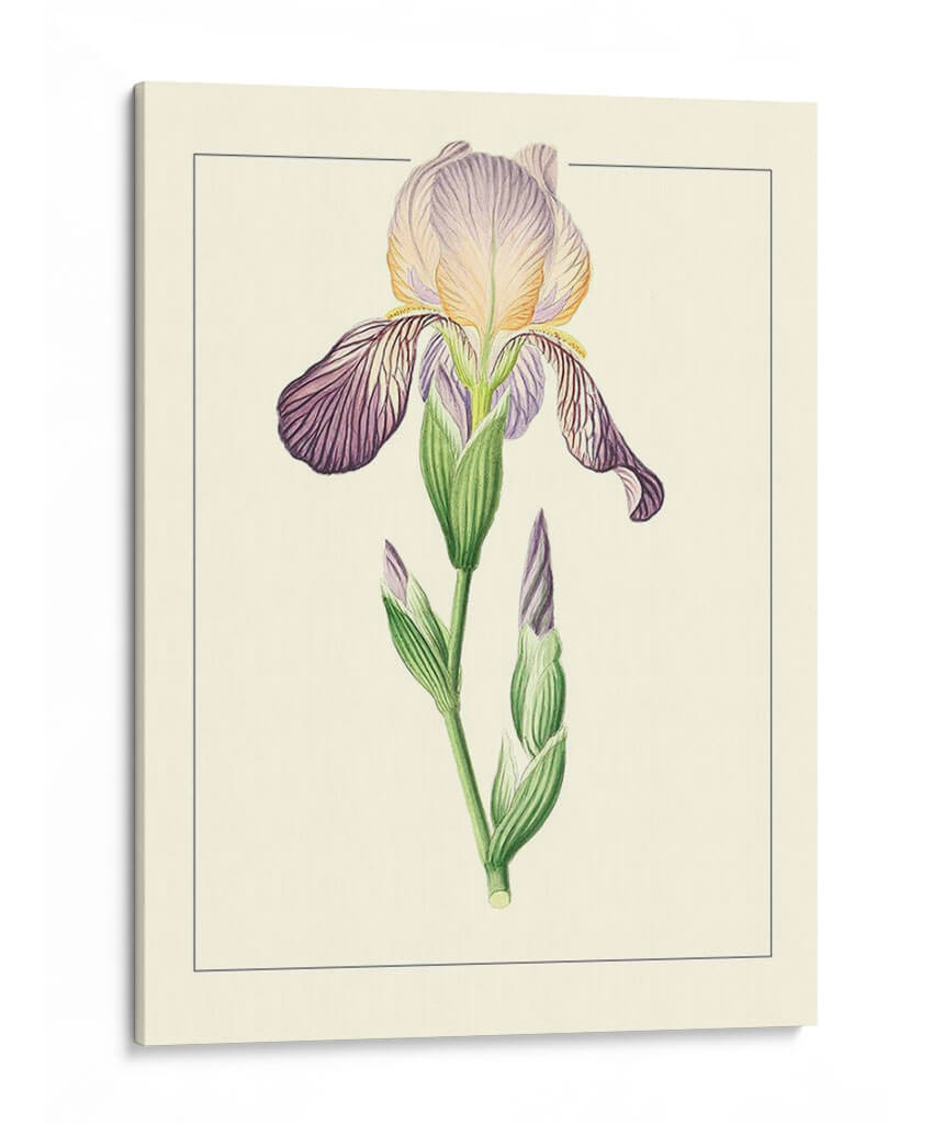 Iris Púrpura Iii | Cuadro decorativo de Canvas Lab