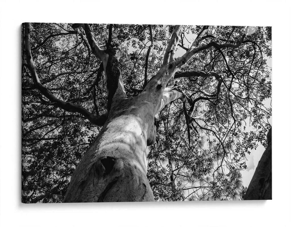 Árbol 2 - HCTR | Cuadro decorativo de Canvas Lab