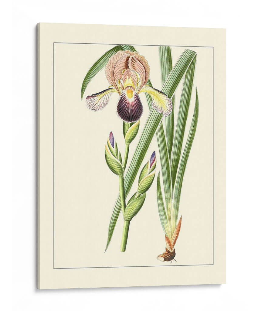 Iris Púrpura Iv | Cuadro decorativo de Canvas Lab