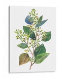 Eucalipto Sembrado Ii - Melissa Wang | Cuadro decorativo de Canvas Lab