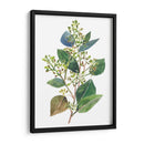 Eucalipto Sembrado Ii - Melissa Wang | Cuadro decorativo de Canvas Lab