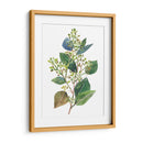 Eucalipto Sembrado Ii - Melissa Wang | Cuadro decorativo de Canvas Lab