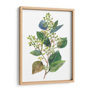 Eucalipto Sembrado Ii - Melissa Wang | Cuadro decorativo de Canvas Lab