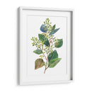 Eucalipto Sembrado Ii - Melissa Wang | Cuadro decorativo de Canvas Lab