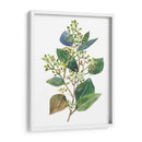 Eucalipto Sembrado Ii - Melissa Wang | Cuadro decorativo de Canvas Lab