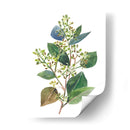 Eucalipto Sembrado Ii - Melissa Wang | Cuadro decorativo de Canvas Lab