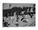 Birds - HCTR | Cuadro decorativo de Canvas Lab