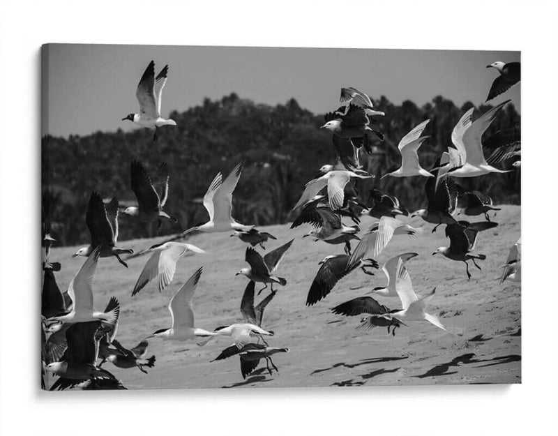 Birds - HCTR | Cuadro decorativo de Canvas Lab
