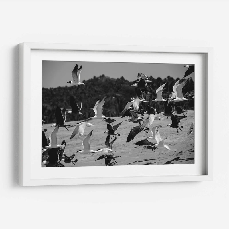 Birds - HCTR | Cuadro decorativo de Canvas Lab