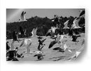 Birds - HCTR | Cuadro decorativo de Canvas Lab