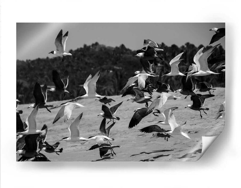 Birds - HCTR | Cuadro decorativo de Canvas Lab