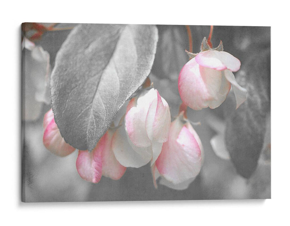 Terciopelo Gris I - Judy Stalus | Cuadro decorativo de Canvas Lab