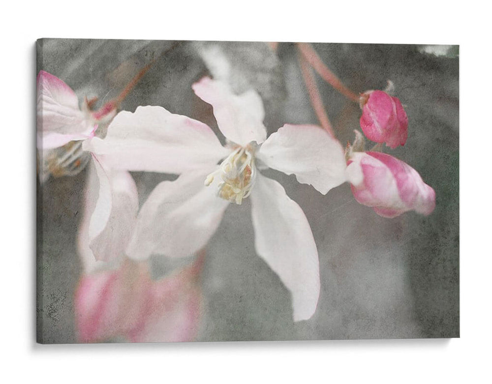 Velvet Grew Ii - Judy Stalus | Cuadro decorativo de Canvas Lab