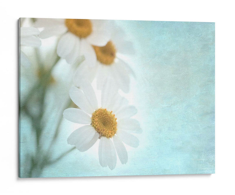 Daisy Love I - Judy Stalus | Cuadro decorativo de Canvas Lab