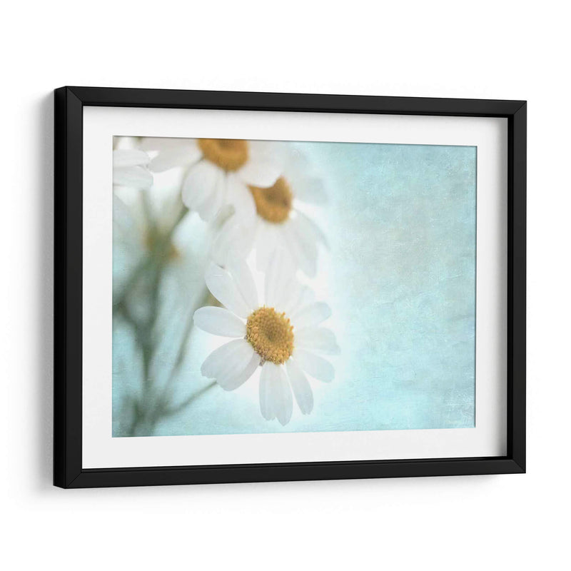 Daisy Love I - Judy Stalus | Cuadro decorativo de Canvas Lab