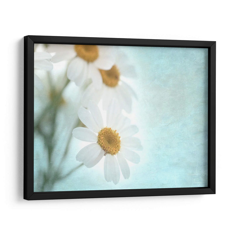 Daisy Love I - Judy Stalus | Cuadro decorativo de Canvas Lab