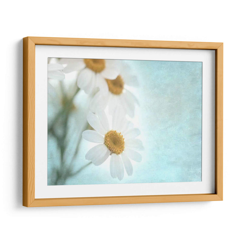 Daisy Love I - Judy Stalus | Cuadro decorativo de Canvas Lab