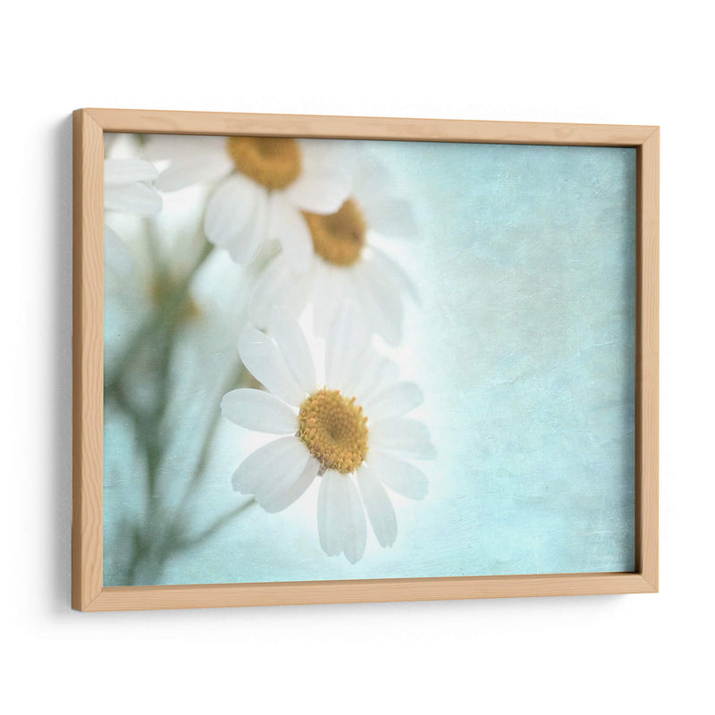 Daisy Love I - Judy Stalus | Cuadro decorativo de Canvas Lab