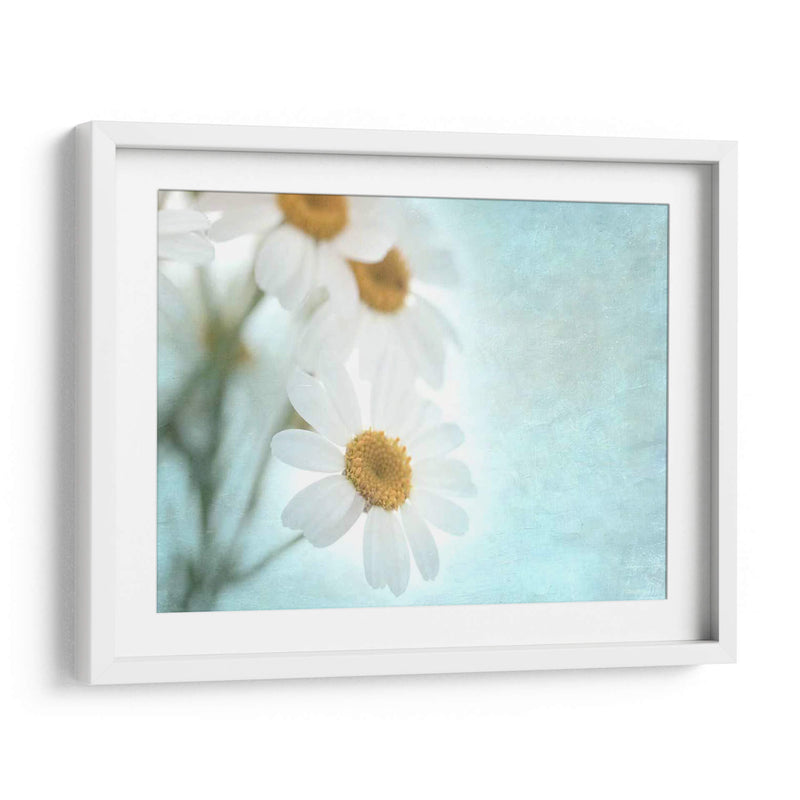 Daisy Love I - Judy Stalus | Cuadro decorativo de Canvas Lab