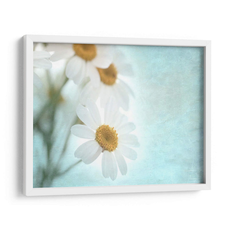 Daisy Love I - Judy Stalus | Cuadro decorativo de Canvas Lab