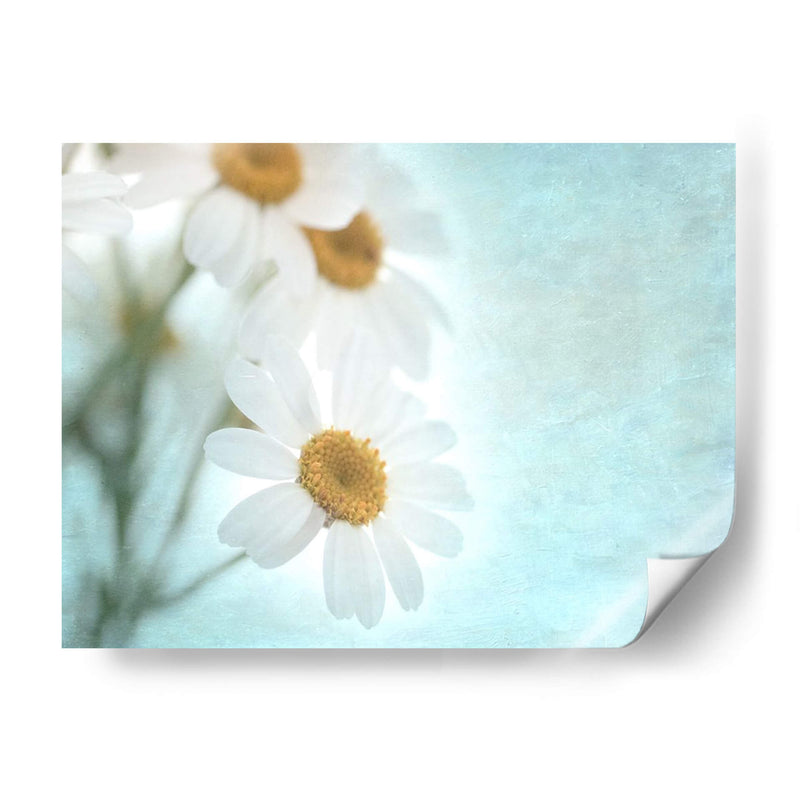 Daisy Love I - Judy Stalus | Cuadro decorativo de Canvas Lab