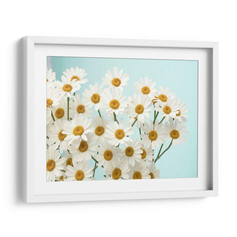 Daisy Love Ii - Judy Stalus | Cuadro decorativo de Canvas Lab