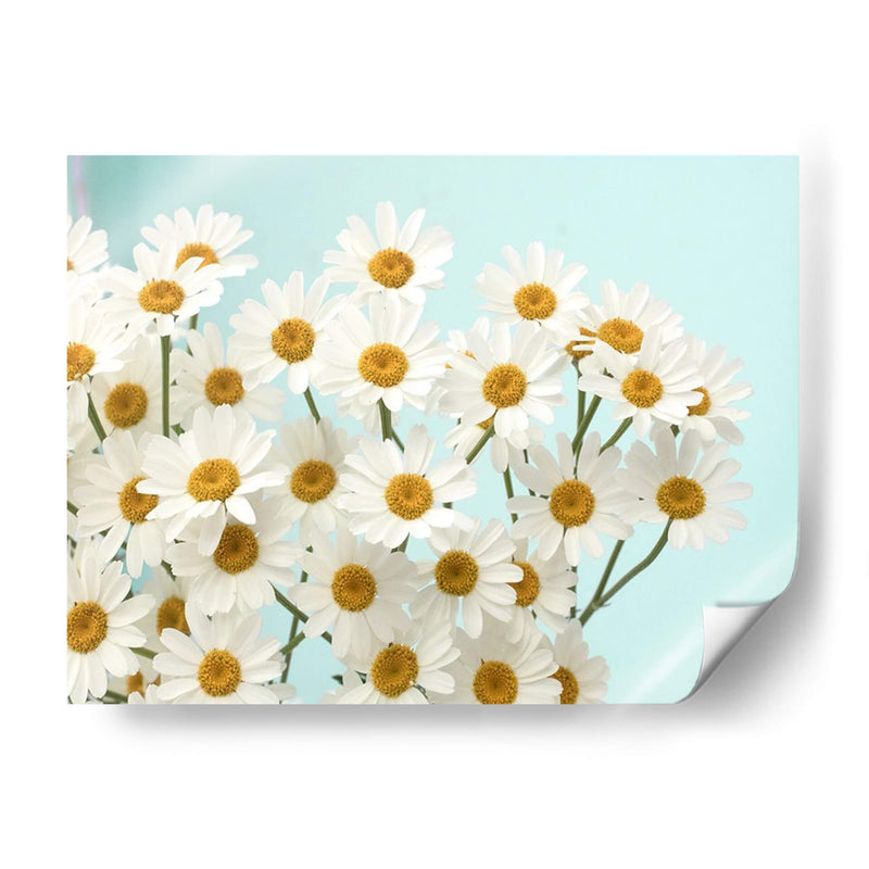 Daisy Love Ii - Judy Stalus | Cuadro decorativo de Canvas Lab