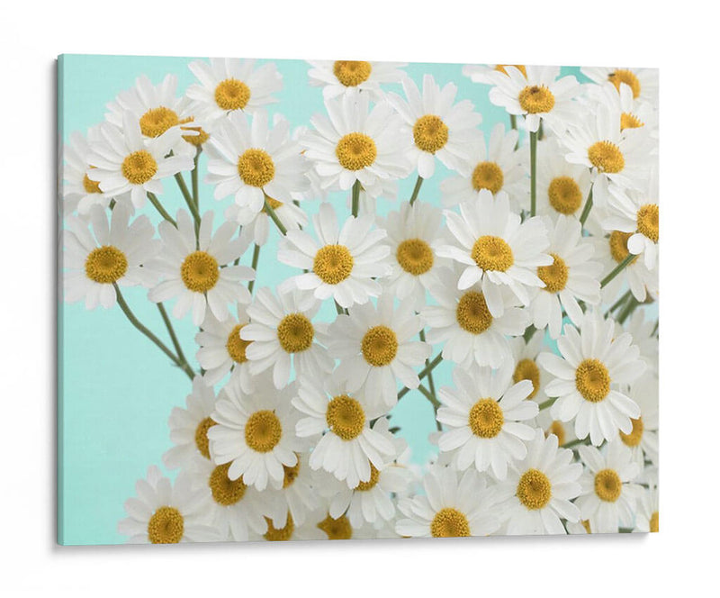 Daisy Love Iii - Judy Stalus | Cuadro decorativo de Canvas Lab