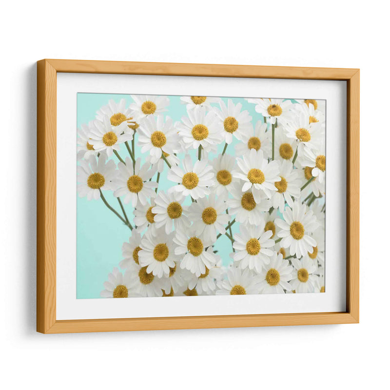 Daisy Love Iii - Judy Stalus | Cuadro decorativo de Canvas Lab