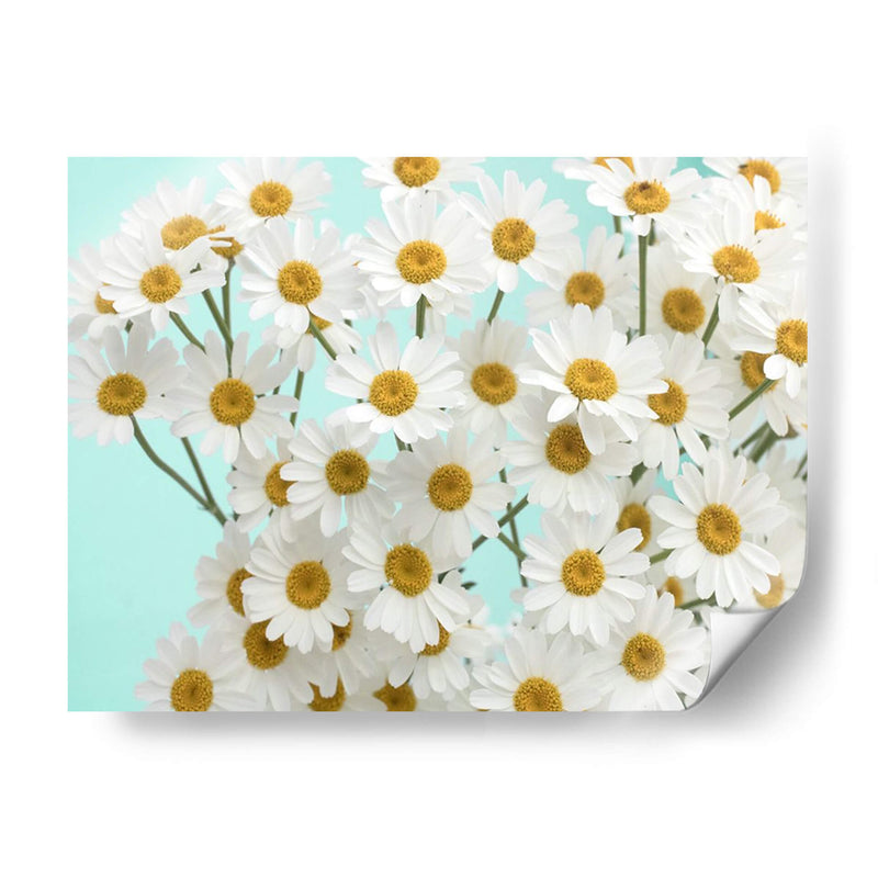 Daisy Love Iii - Judy Stalus | Cuadro decorativo de Canvas Lab