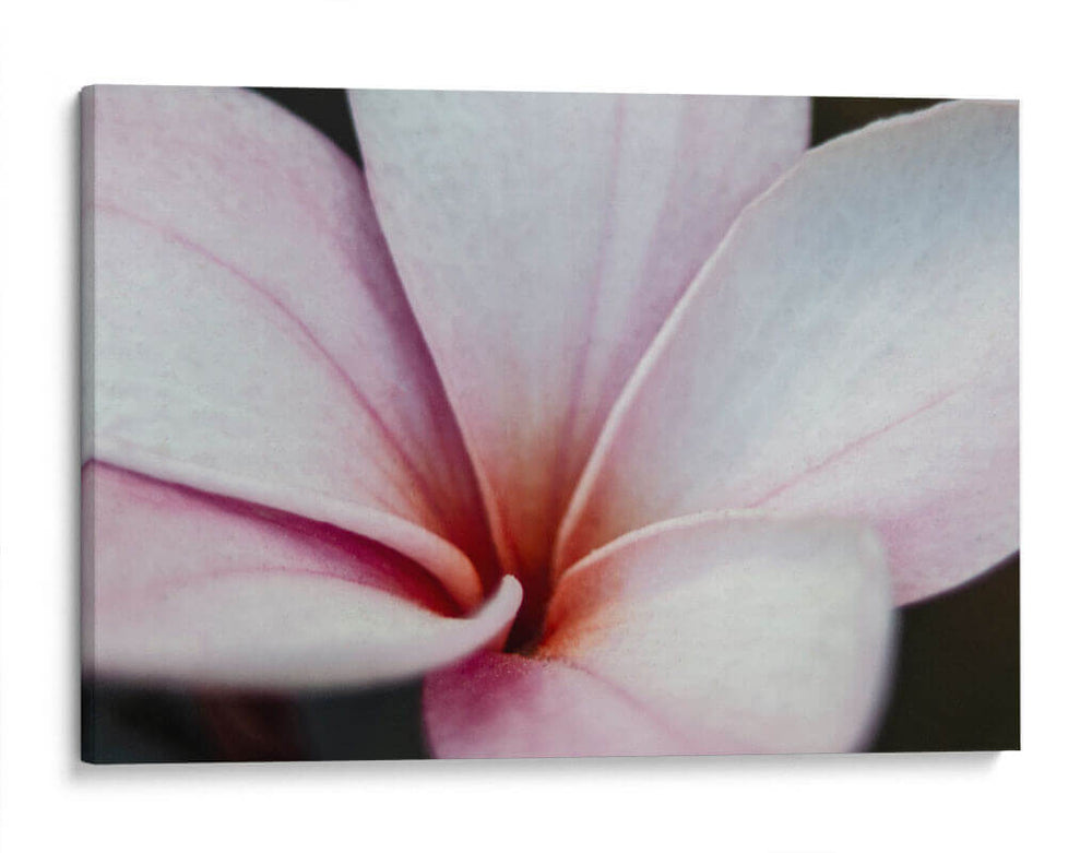Flor Detalle - HCTR | Cuadro decorativo de Canvas Lab